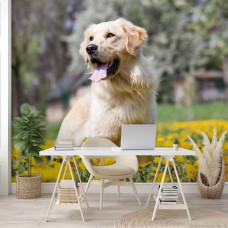 Een fotobehang van een Golden Retriever in een moderne kantoorruimte.