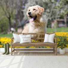 Een fotobehang van een Golden Retriever in vliesbehangstijl voor een woonkamer.