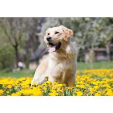 Fotobehang van een Golden Retriever hond, met een vriendelijke en speelse uitstraling.