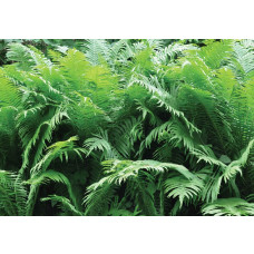 Fotobehang Green Ferns
