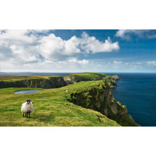 Groen Ierland schaap landschap fotobehang, met een rustgevende weide.