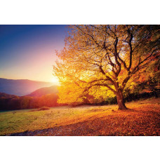 Fotobehang van een herfstlandschap met bomen en bladeren, warme kleuren.