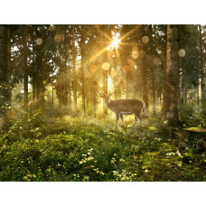 Fotobehang van een hert dat tussen de bomen in een zonnig bos staat, met lichtstralen die door het bladerdek vallen.