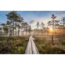 Fotobehang van een zonsondergang in het bos, met een houten pad dat door de bomen leidt en de lucht die prachtig kleurt.