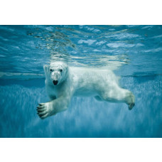 Fotobehang van een ijsbeer onder water, natuurgetrouw poollandschap.