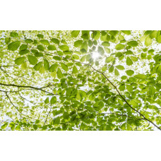 In het bos voorjaar bladeren fotobehang, met frisse groene bladeren in de lente.