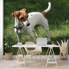 Een fotobehang van een Jack Russell hond in een professionele kantooromgeving.