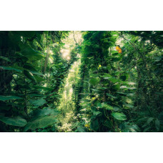 Jungle groen bladeren natuur met een tropische uitstraling.