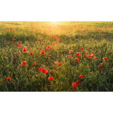 Klaprozen bloemenveld fotobehang met zonlicht.