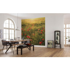 Fotobehang Rode Klaprozen - 250 x 280 cm