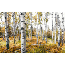 Kleurrijk bos bomen fotobehang, met een levendige herfstweergave.