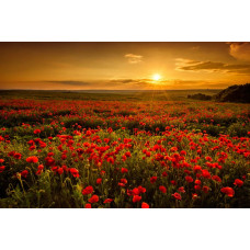 Fotobehang van een landschap met klaprozen, waarin een veld vol bloemen schittert tijdens een prachtige zonsondergang.