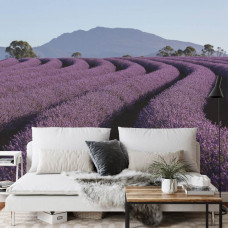 Fotobehang Lavendel in de Bergen