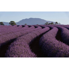 Lavendelvelden in de bergen, waar de geurige bloemen de hellingen bedekken, weergegeven op fotobehang.