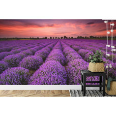 Fotobehang Lavendel Magie