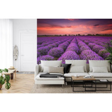 Fotobehang Lavendel Magie