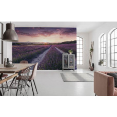 Fotobehang Lavendelbloemen - 450 x 280 cm