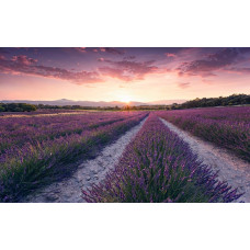 Lavendelbloemen paars veld natuur fotobehang, met uitgestrekte lavendelvelden.