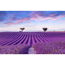 Fotobehang van een lavendelveld in bloei, omringd door een weids landschap van bloemen.