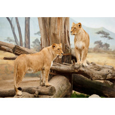 Fotobehang van leeuwinnen in een Afrikaanse natuurlijke setting, wilde dieren.