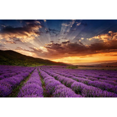 Magisch lavendelveld in een landschap bij zonsondergang, sfeervol afgebeeld op een gedetailleerd fotobehang.