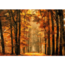 Fotobehang Magisch Pad door het Herfstbos