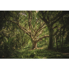 Fotobehang van een magische boom in een bos, met een sprookjesachtige sfeer.