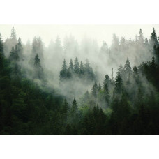 Mistig bos en bomen in een sereen landschap op fotobehang.