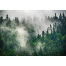 Mistig bos in de bergen met dennenbomen die in een dikke mist staan, vastgelegd op dit serene vliesbehang.