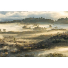 Fotobehang van een mistig boslandschap, met dichte bomen en een serene natuuromgeving.