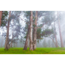 Fotobehang Mistig Boslandschap