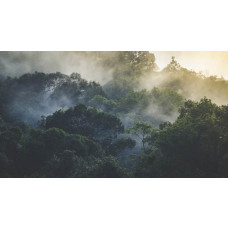 Een mystiek bosparadijs met bomen en dichte natuur, afgebeeld op een rustgevend fotobehang.