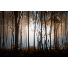 Fotobehang van een mysterieus bos met dichte bomen en een donker, sereen natuurlandschap.