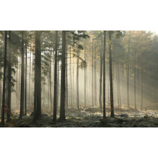 Fotobehang van een mystiek bos, met zonnestralen die door de bomen schijnen en een zachte mist die het woud bedekt.