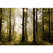 Een fotobehang van een ochtendbos met stralende zonsopkomst en zon door de bomen.