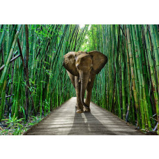 Fotobehang van een olifant in de jungle, met bamboe op de achtergrond.