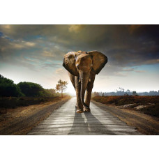 Realistisch fotobehang van een grote olifant in natuurlijke kleuren en met fijne details in de textuur van de huid.