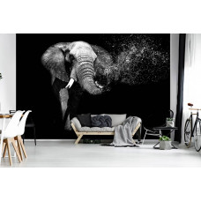 Fotobehang Olifant met zwarte achtergrond