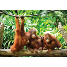 Fotobehang Orang-oetans in de Jungle