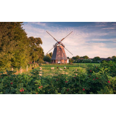 Oude molen met schapen in een weide landschap.