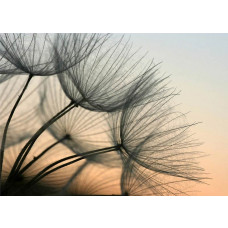 Fotobehang van een paardenbloem in het avondlicht.