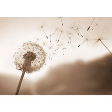 Fotobehang van een paardenbloem die in de wind meewaait, met sepia tinten voor een vintage sfeer.