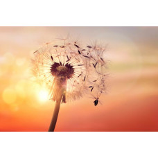 Fotobehang van een paardenbloem in het zonlicht, waarbij de zon door de zaadjes heen schijnt.