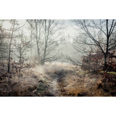 Fotobehang van een houten pad dat door het bos loopt, omringd door bomen en natuur.