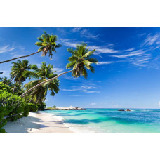 Fotobehang van palmbomen die boven een tropisch strand uittorenen, met de oceaan in de verte.