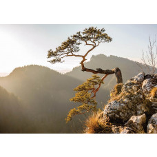 Fotobehang van het Pieniny-gebergte met uitzicht op de Sokolica-berg en omliggende bossen.