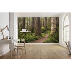 Fotobehang Redwood National Park - 450 x 280 cm