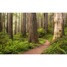 Redwood National Park boslandschap met hoge bomen.