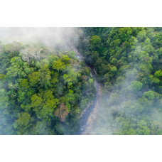 Fotobehang van een regenwoud in de mist, met dichte bomen en een mysterieuze sfeer.