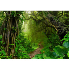 Een dicht regenwoud met weelderige jungle en bomen, vastgelegd op dit fotobehang met een serene natuuromgeving.